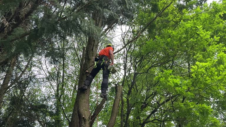 Whitfield, FL  Tree Services Company