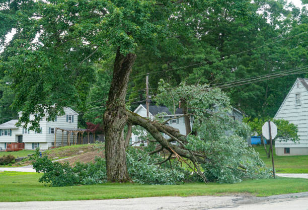 Best Tree Risk Assessment  in Whitfield, FL