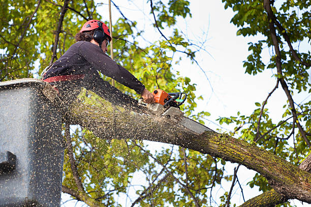 Best Tree Maintenance Programs  in Whitfield, FL