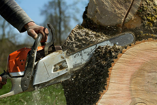 Best Emergency Tree Removal  in Whitfield, FL